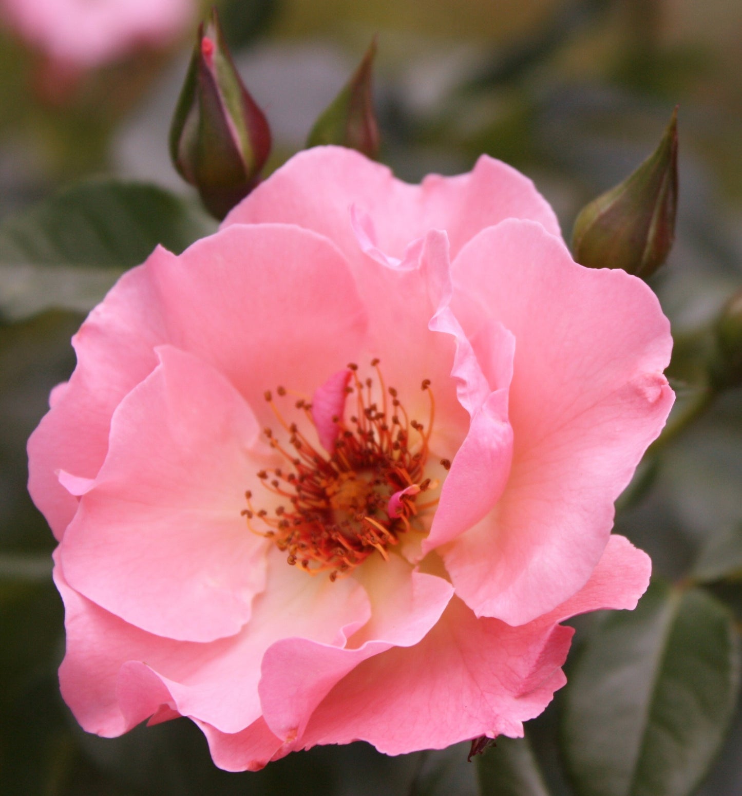 Pink Rose Photography