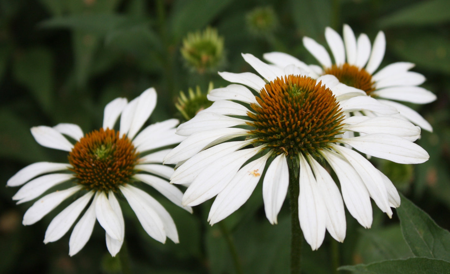 White Coneflowers photography