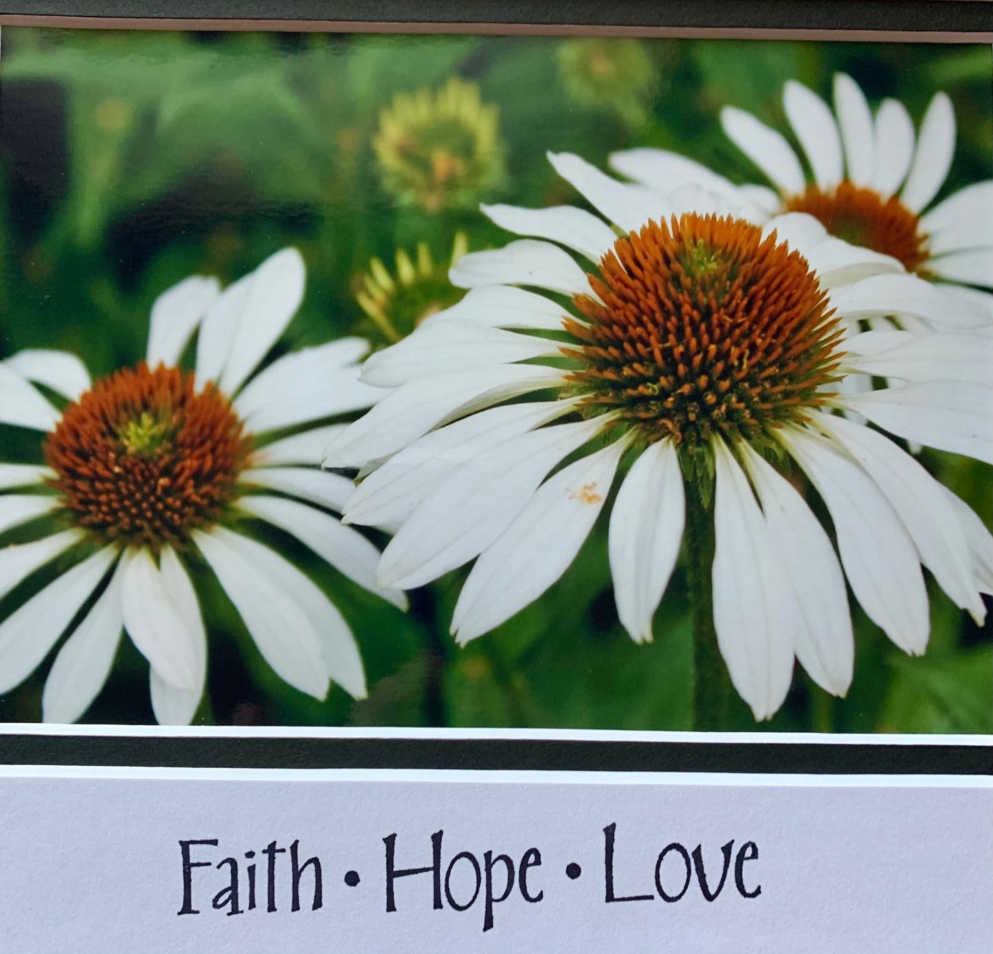 White Coneflowers photography