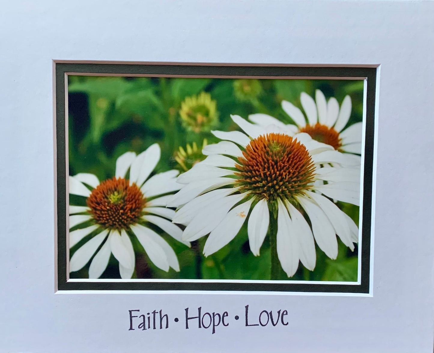 White Coneflowers photography