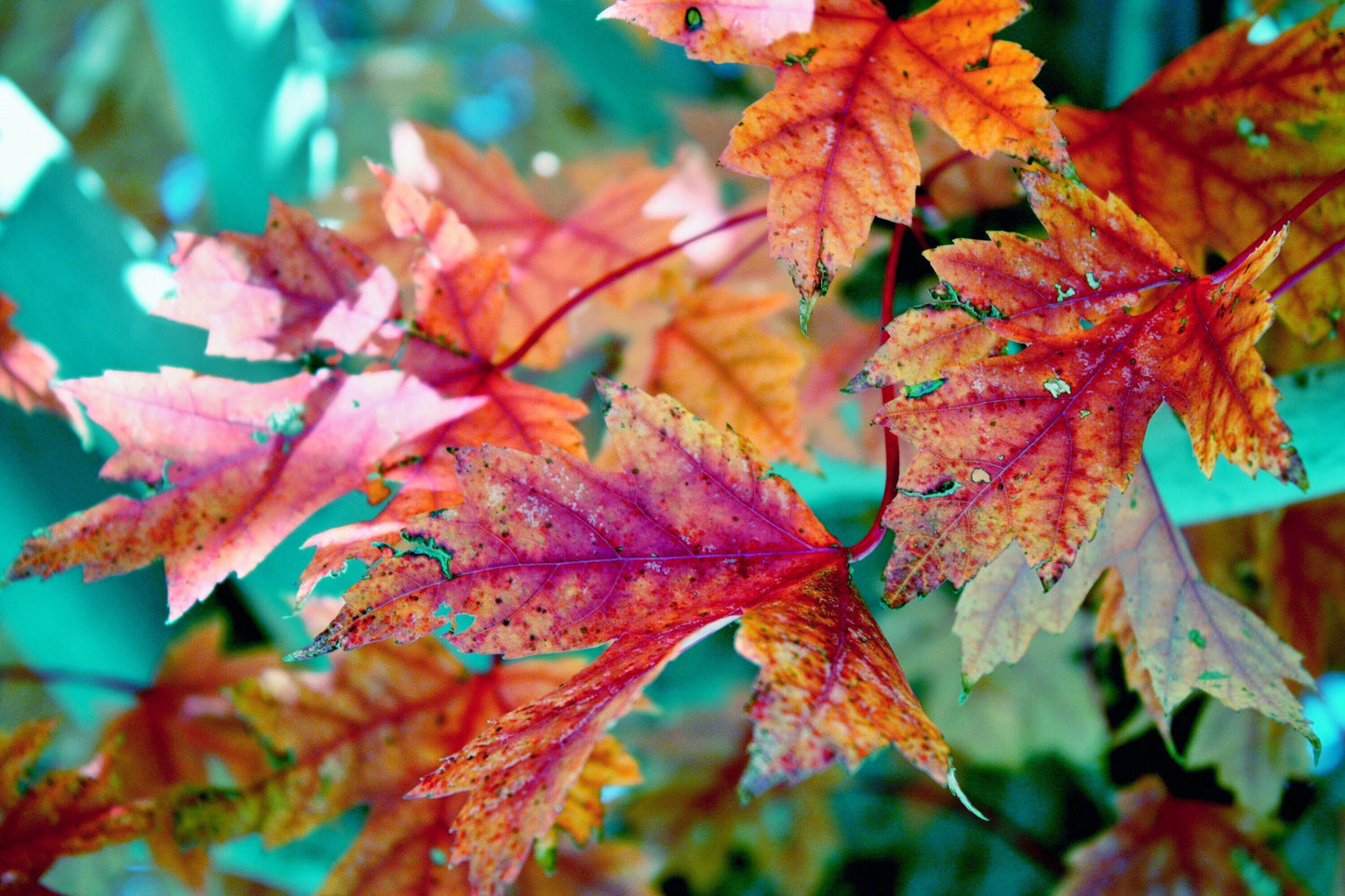Fall Leaves Inspirational Photograph