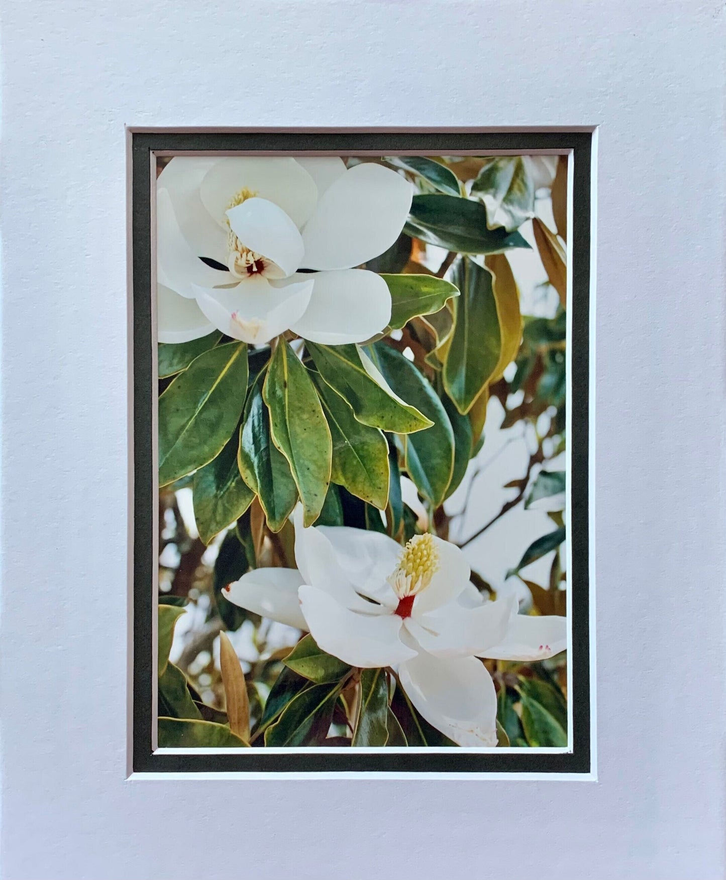 Double Magnolia Flower Beauties