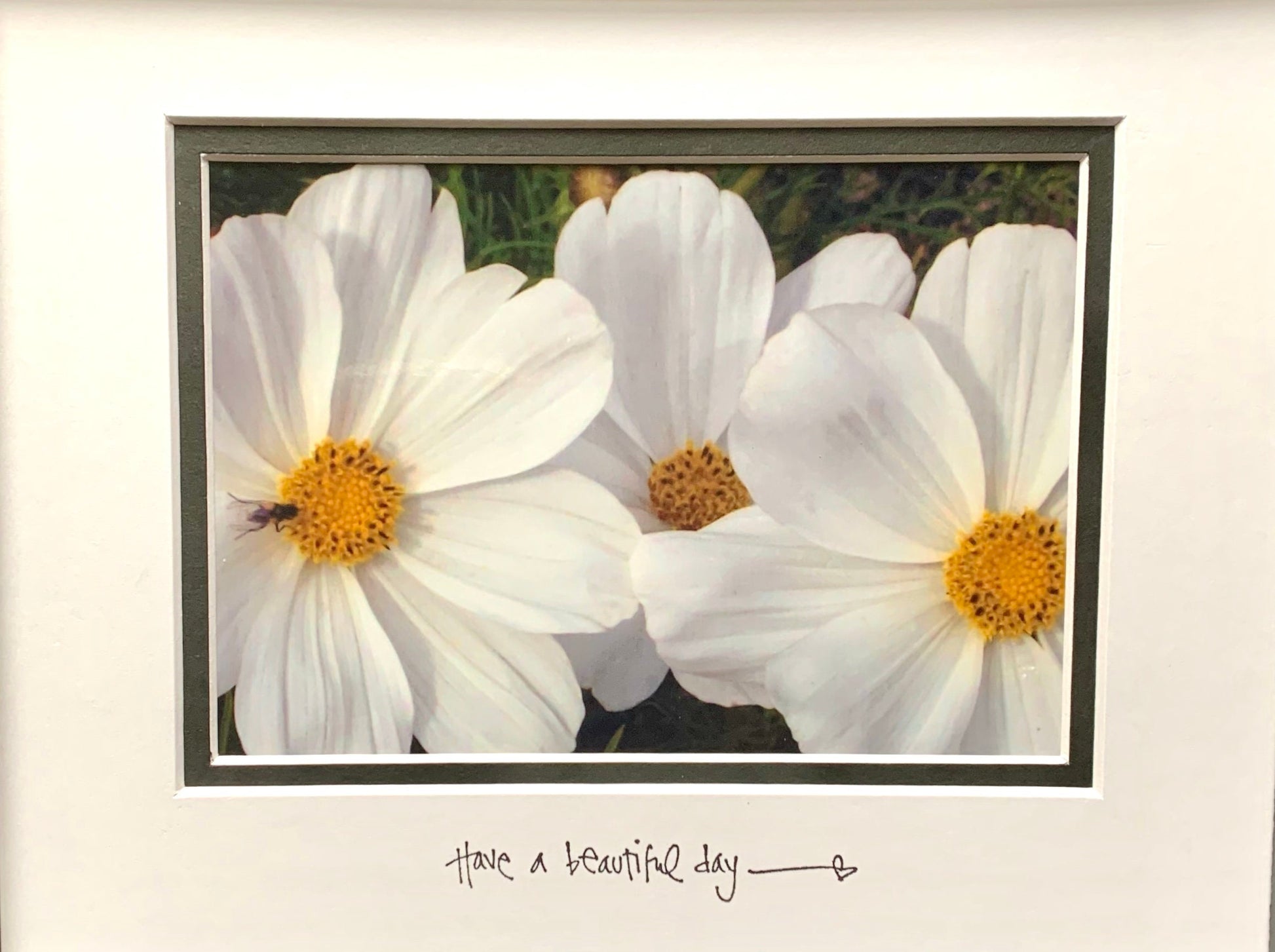 White Daisies Inspirational Quote Matted Photo Original Flower Photography Colorful decor Garden Nature accent flower lover gift