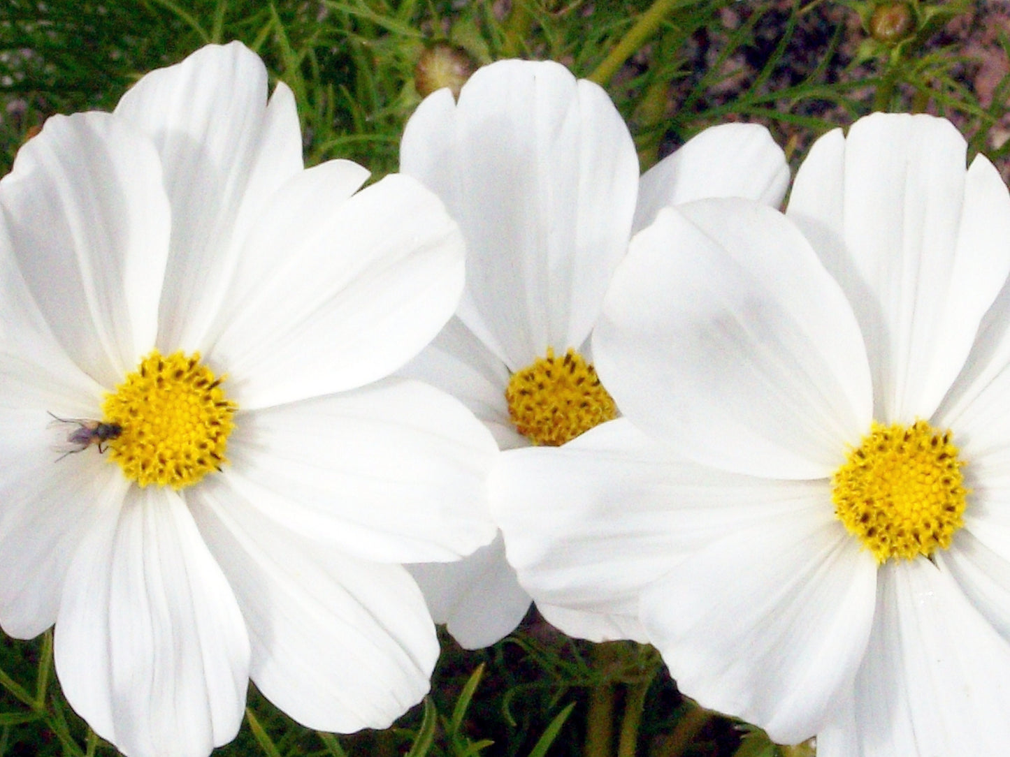 White Daisies Inspirational Quote Matted Photo Original Flower Photography Colorful decor Garden Nature accent flower lover gift