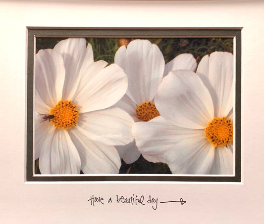 White Daisies Inspirational Quote Matted Photo Original Flower Photography Colorful decor Garden Nature accent flower lover gift