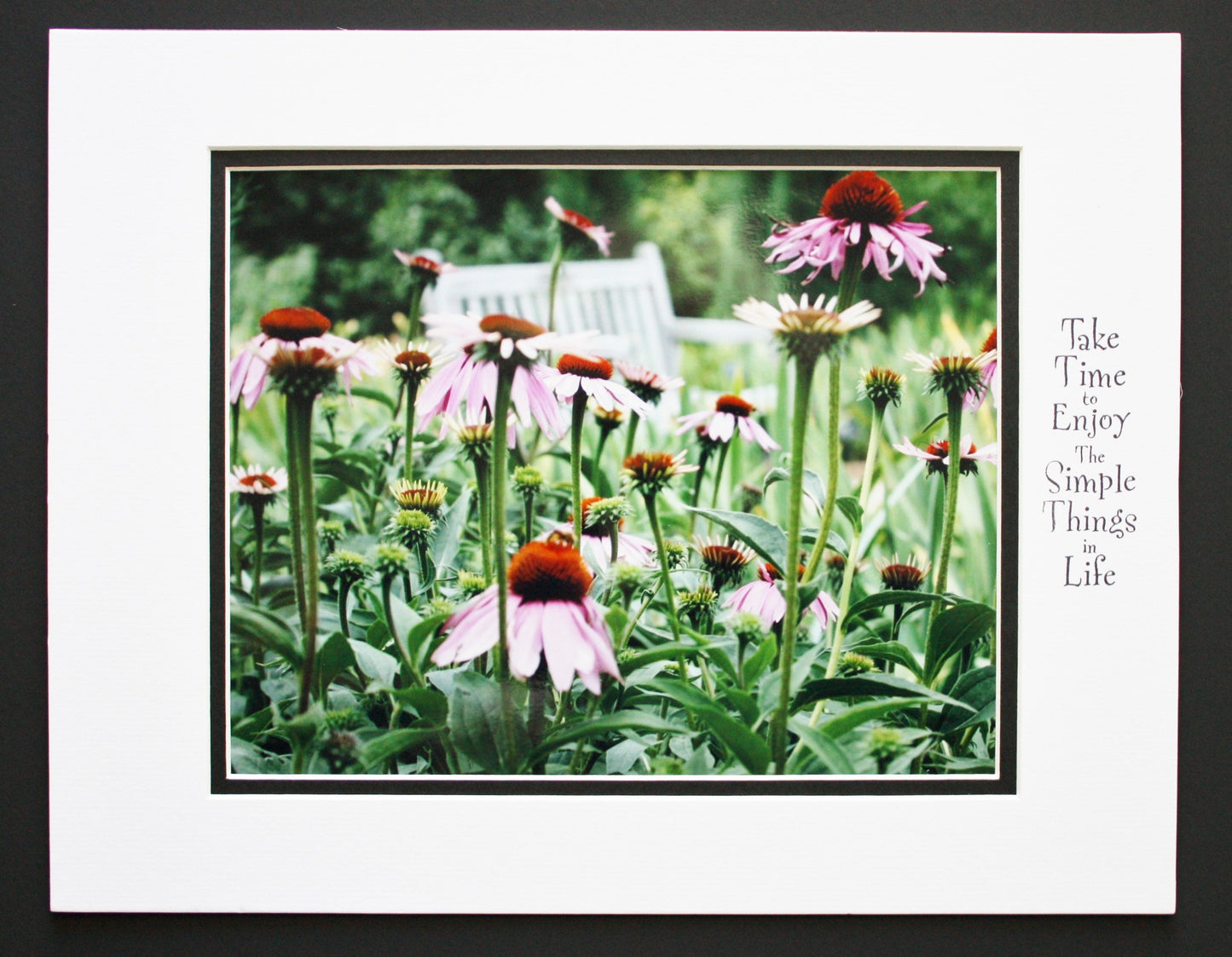 Pink coneflower garden photography