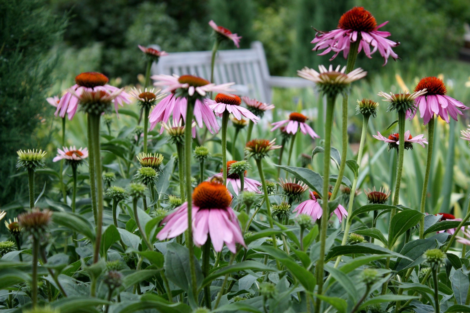 Pink coneflower garden photography
