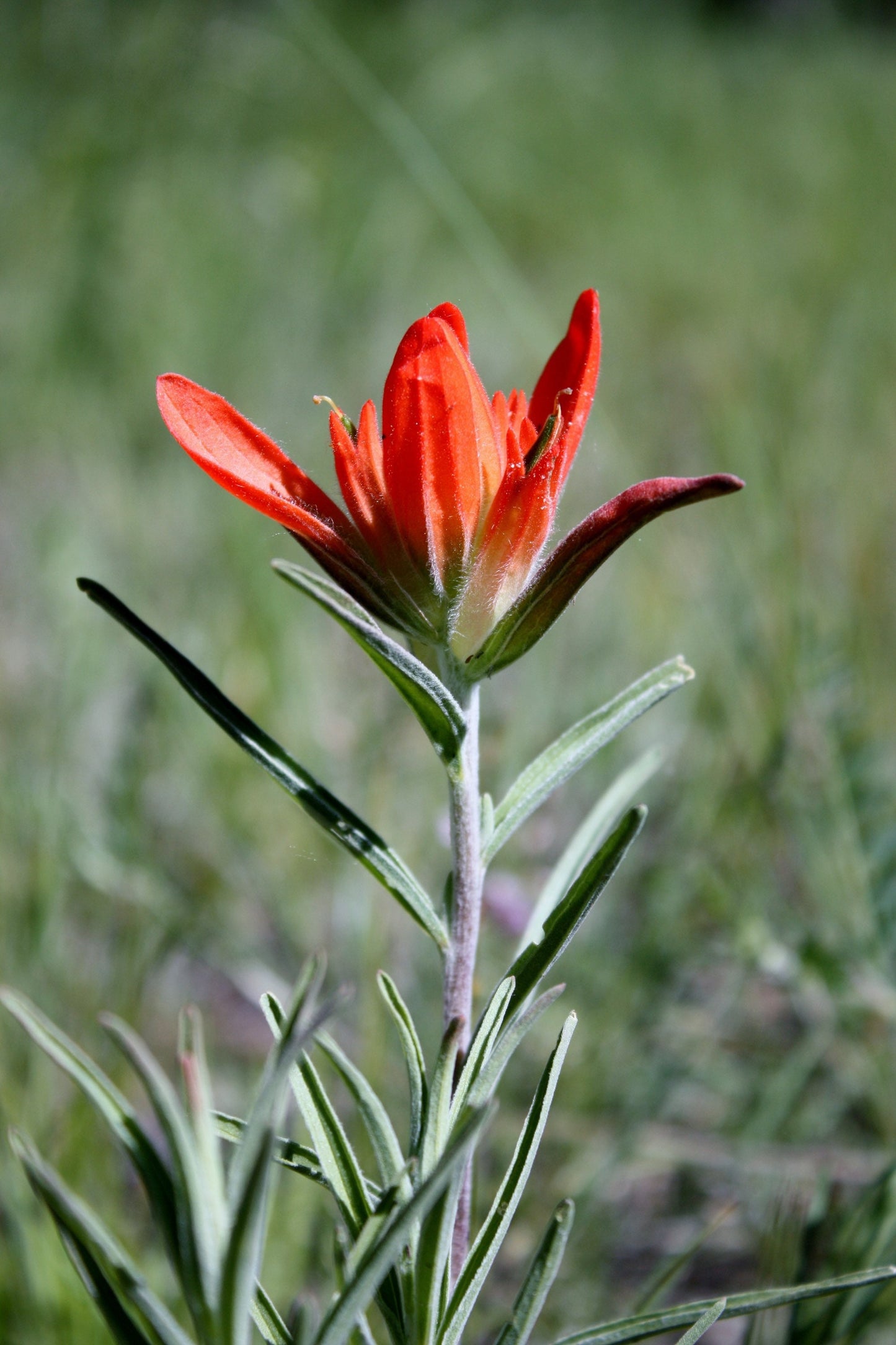 Red wildflower Photography