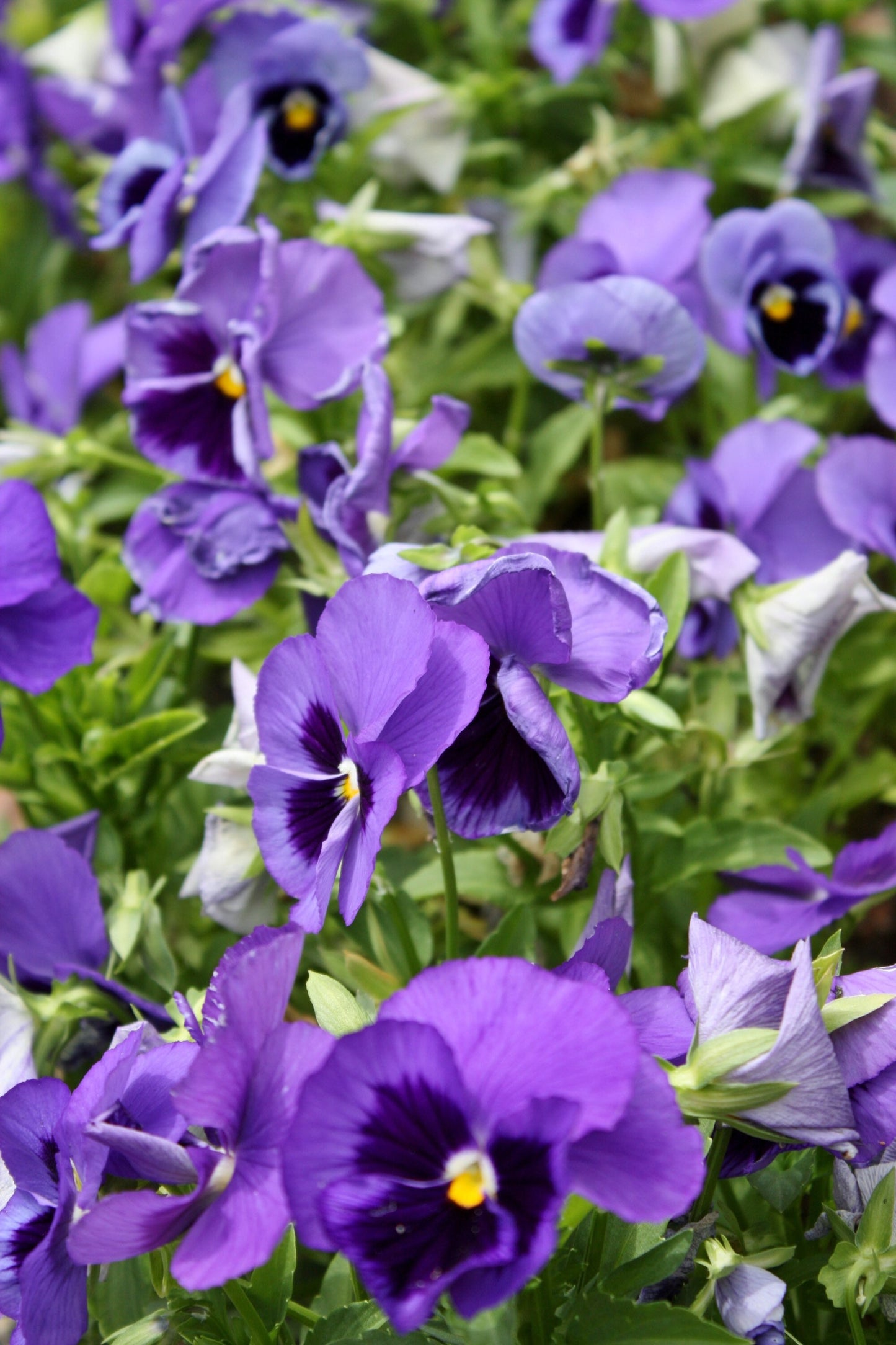 Purple pansies photography