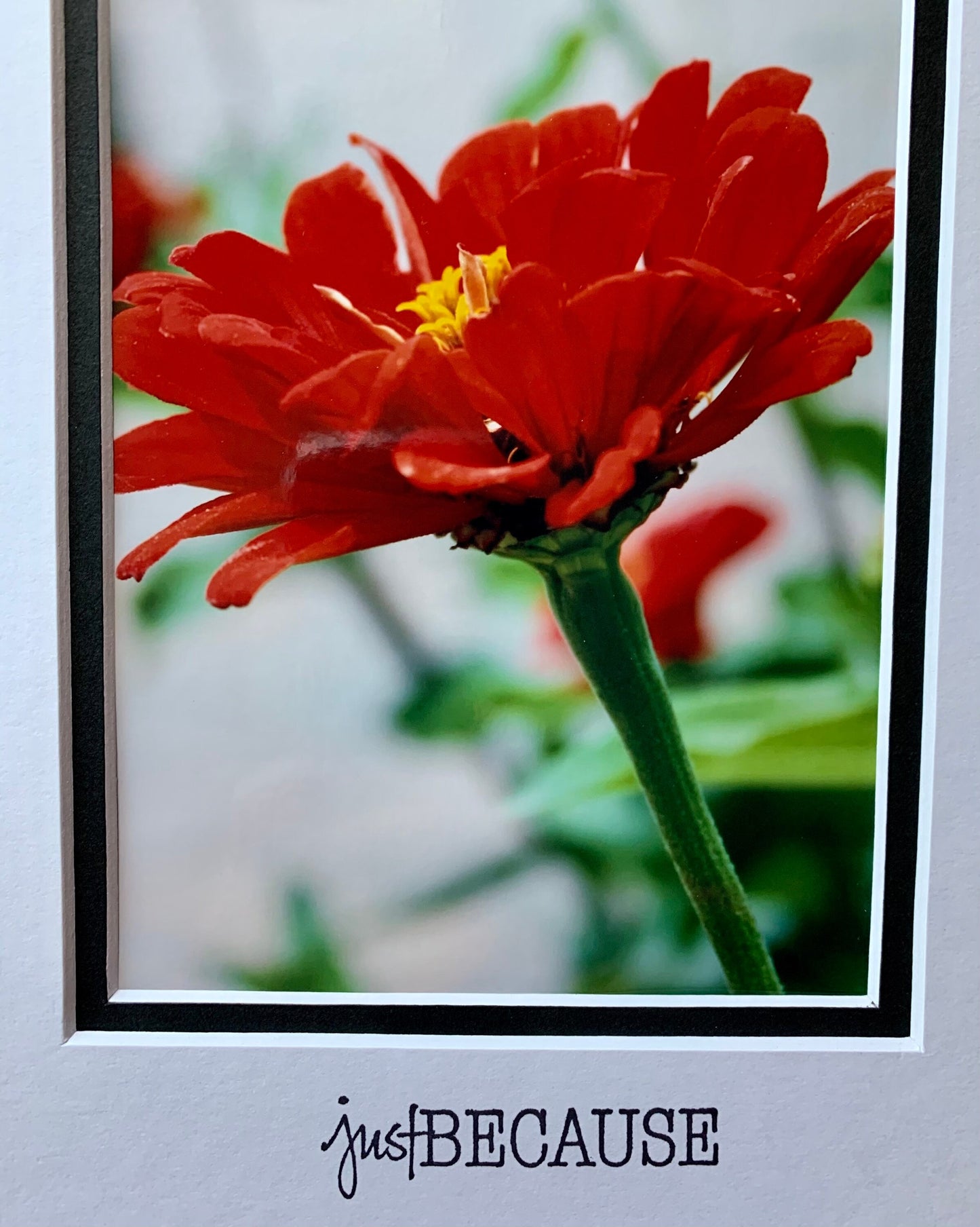 Red Zinnia photography