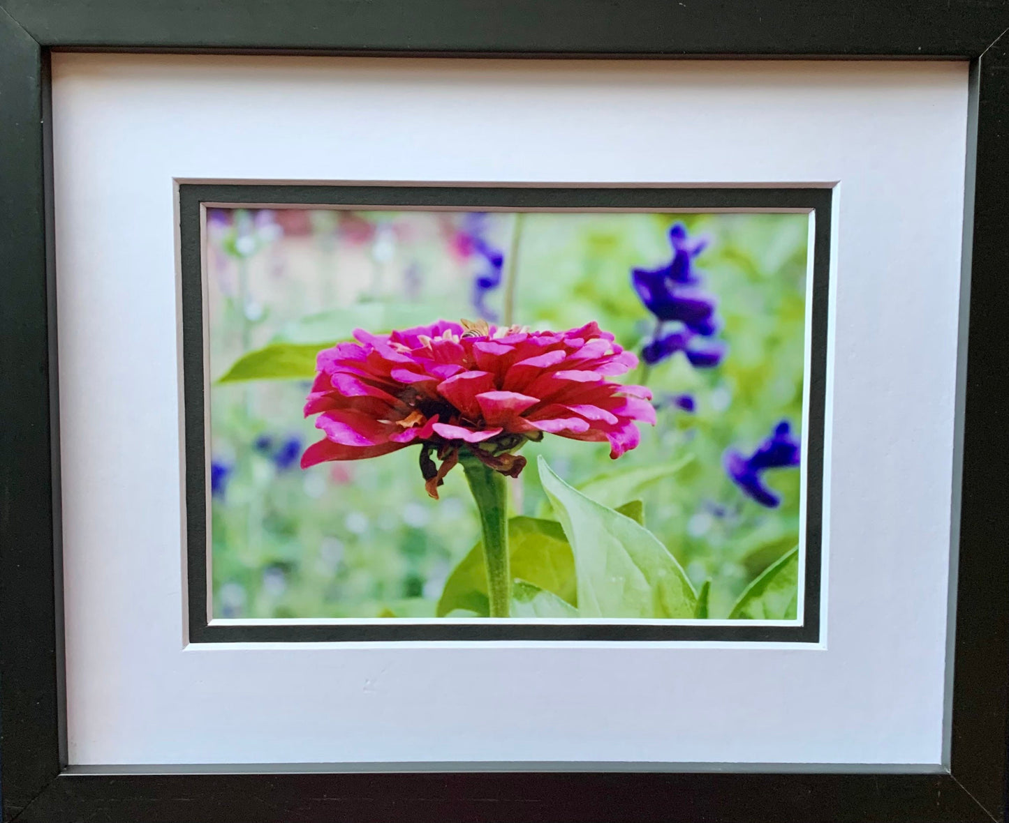 Pink Zinnia Photography