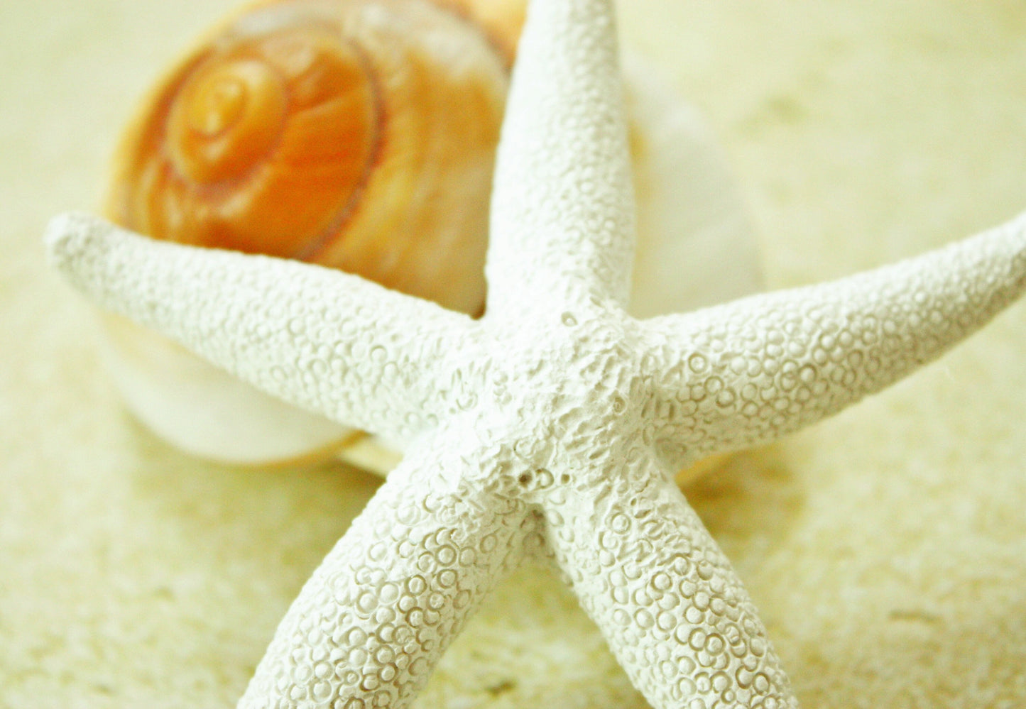 Starfish Dreams Photography Ocean Shore Beach life Ocean lover Gift Original Soothing Seascape Decor Waves Beach shell Coastal art fish sand