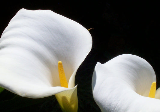 White Calla Lily Photograph