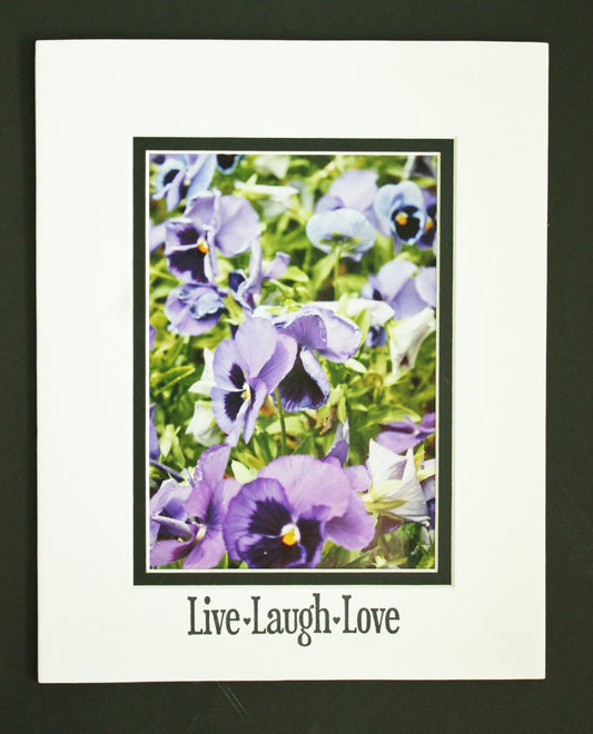 Purple pansies photography