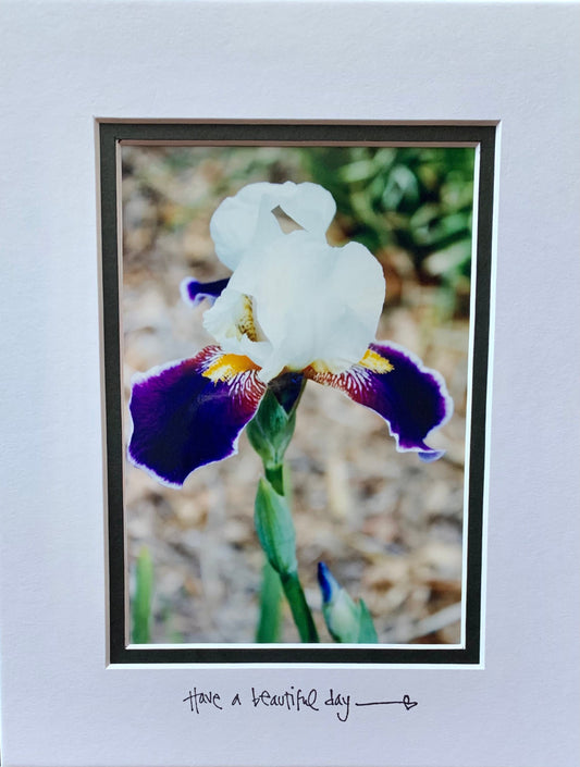 Purple Iris Passion Photography