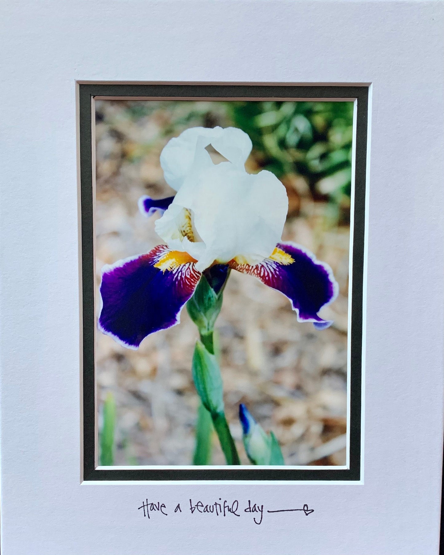 Purple Iris Passion Photography