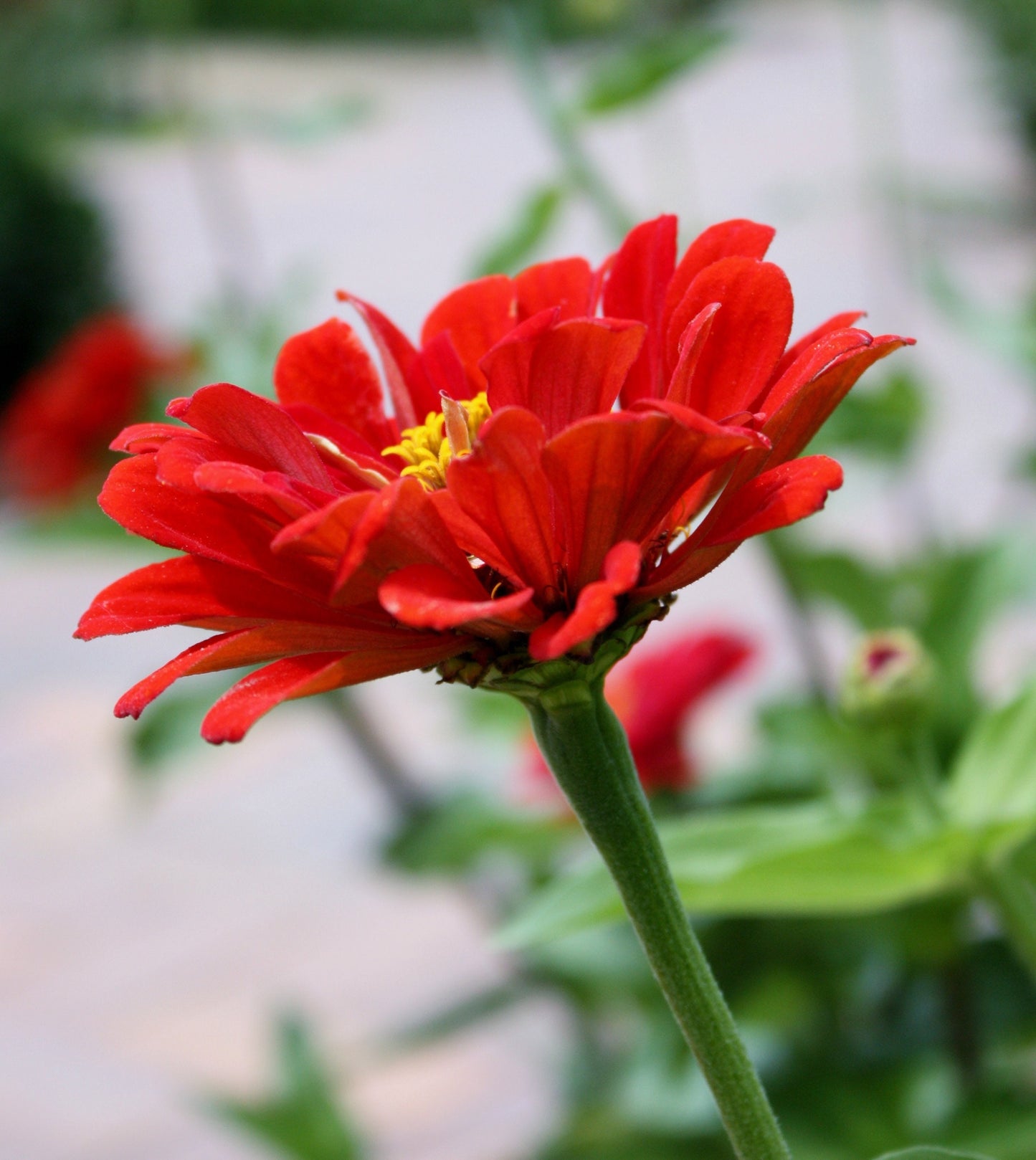 Red Zinnia photography