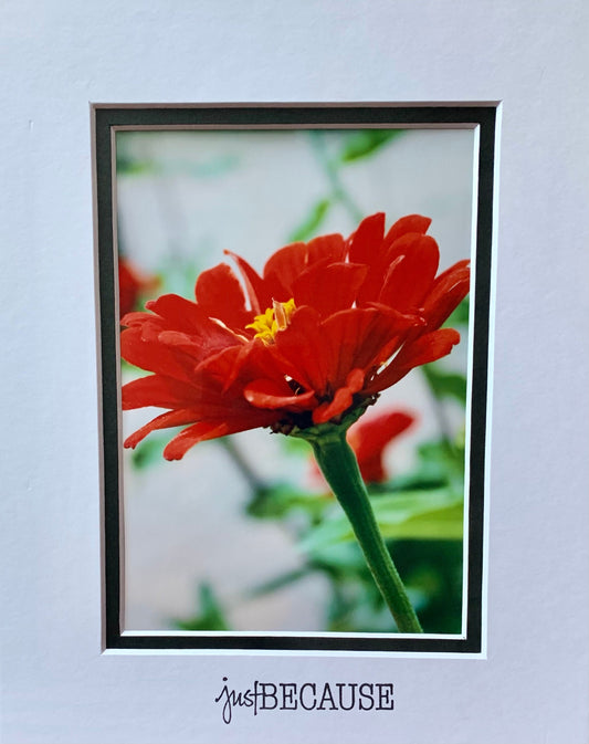 Red Zinnia photography