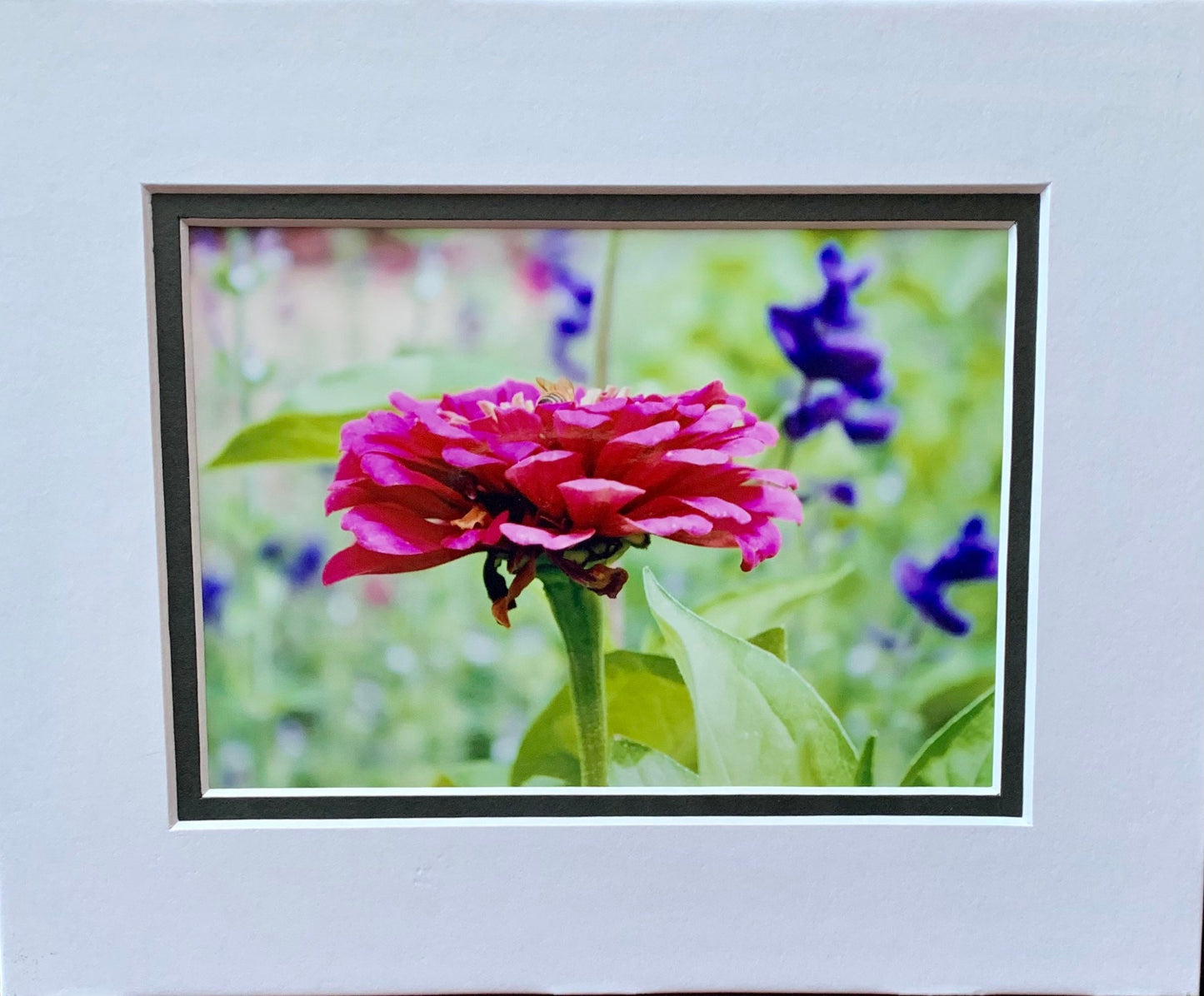 Pink Zinnia Photography