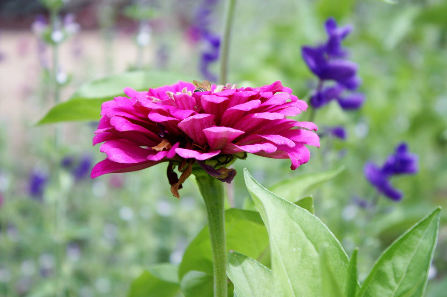 Pink Zinnia Photography