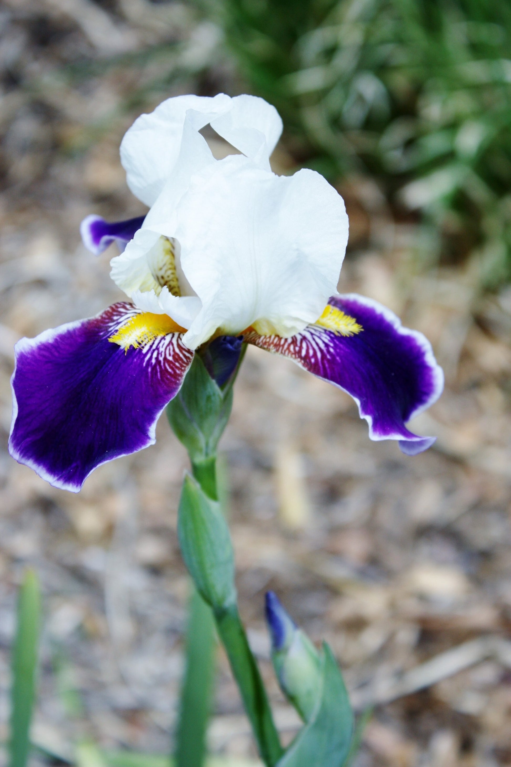 Purple Iris Passion Photography