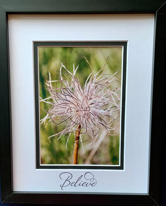 Wish on a Dandelion photography