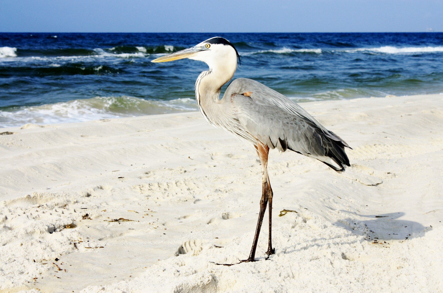 Shorebird Photography Ocean Shore Beach life Ocean lover Gift Original Soothing Seascape Decor Waves Beach decor Coastal art bird sand