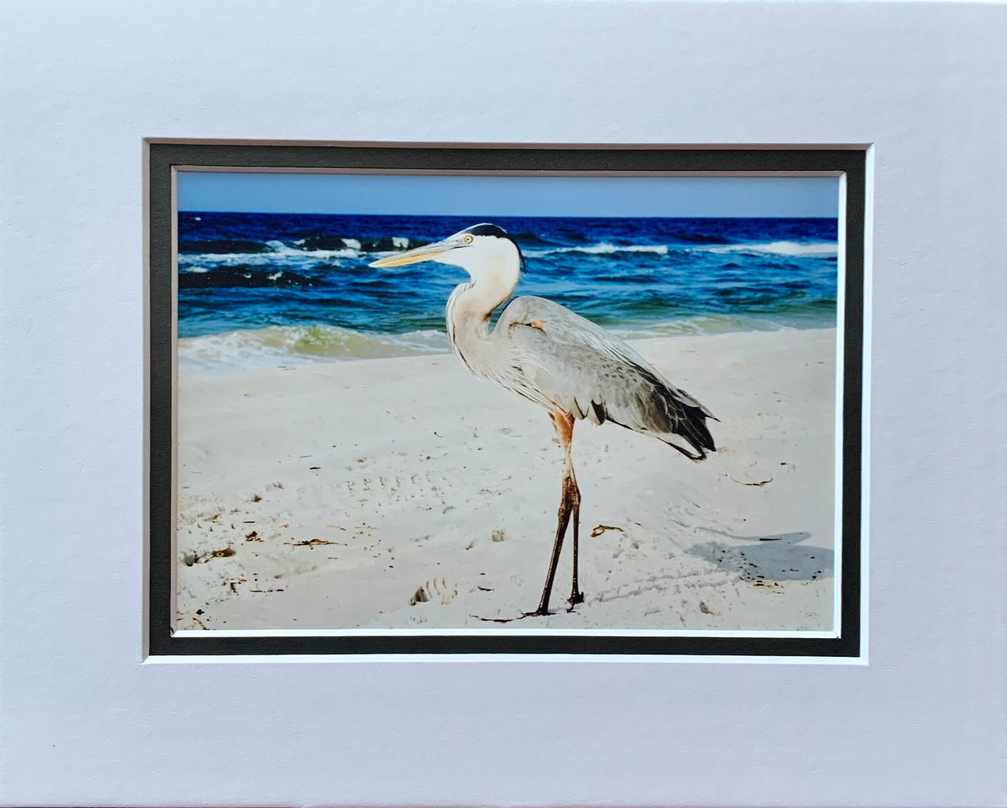 Shorebird Photography Ocean Shore Beach life Ocean lover Gift Original Soothing Seascape Decor Waves Beach decor Coastal art bird sand