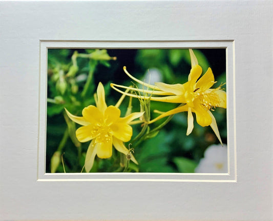 Yellow Columbines Photography