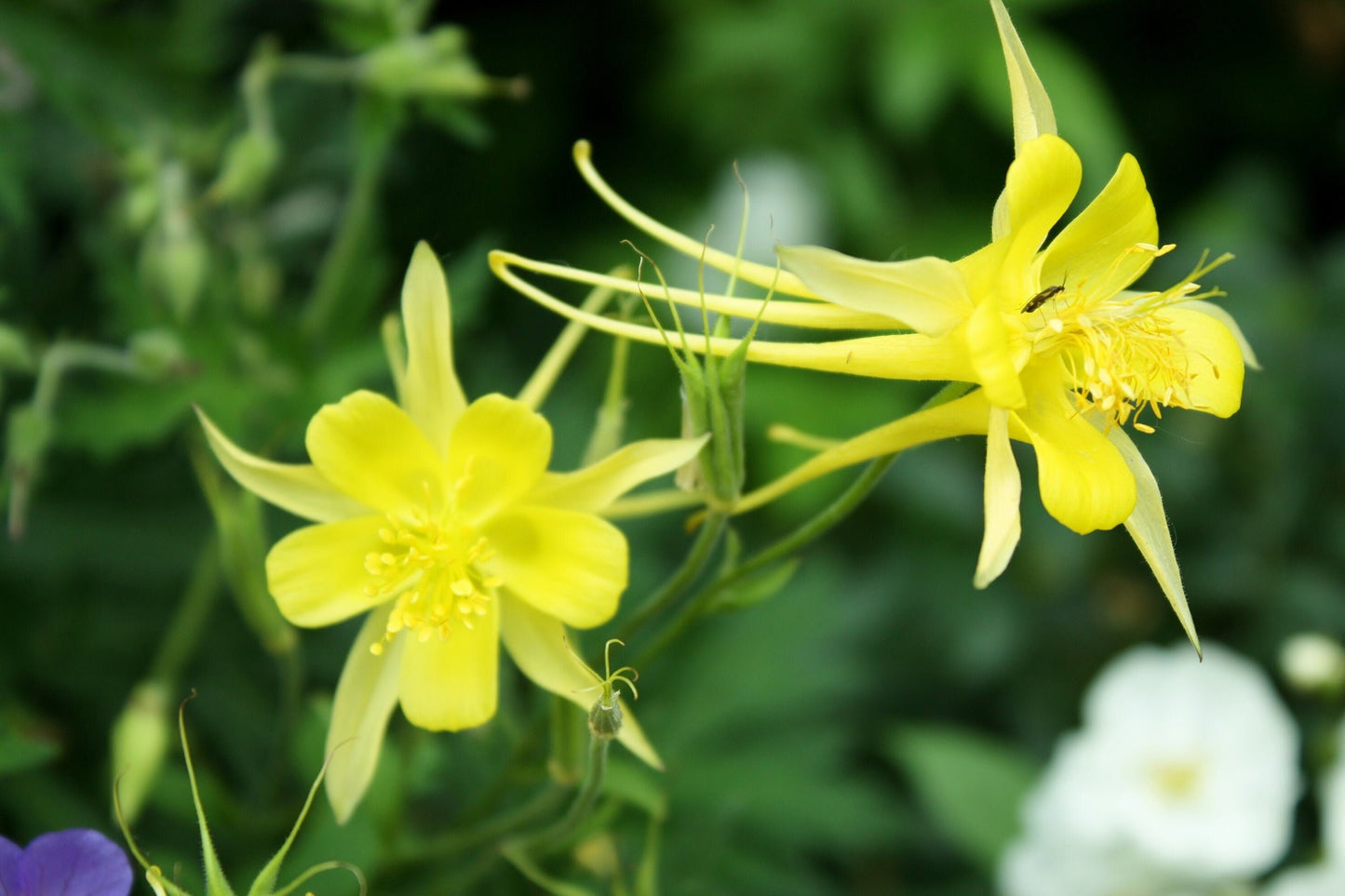 Yellow Columbines Photography