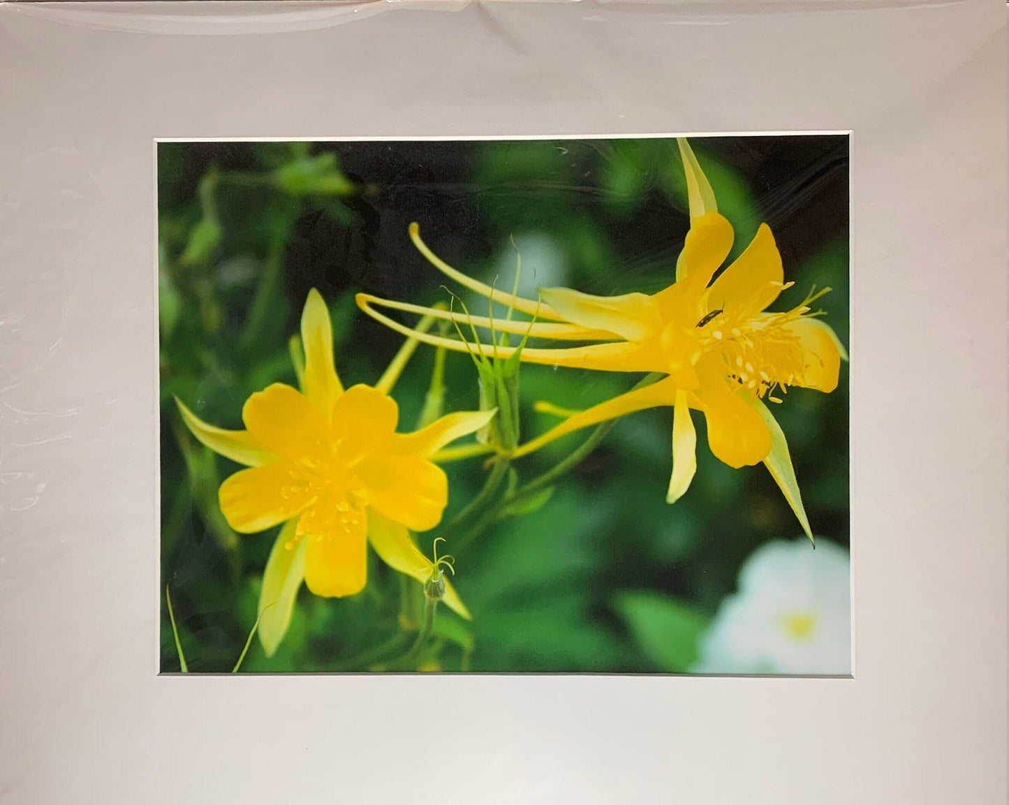 Yellow Columbines Photography