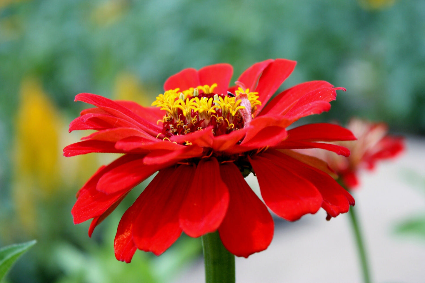 Red Zinnia Inspirational Photo