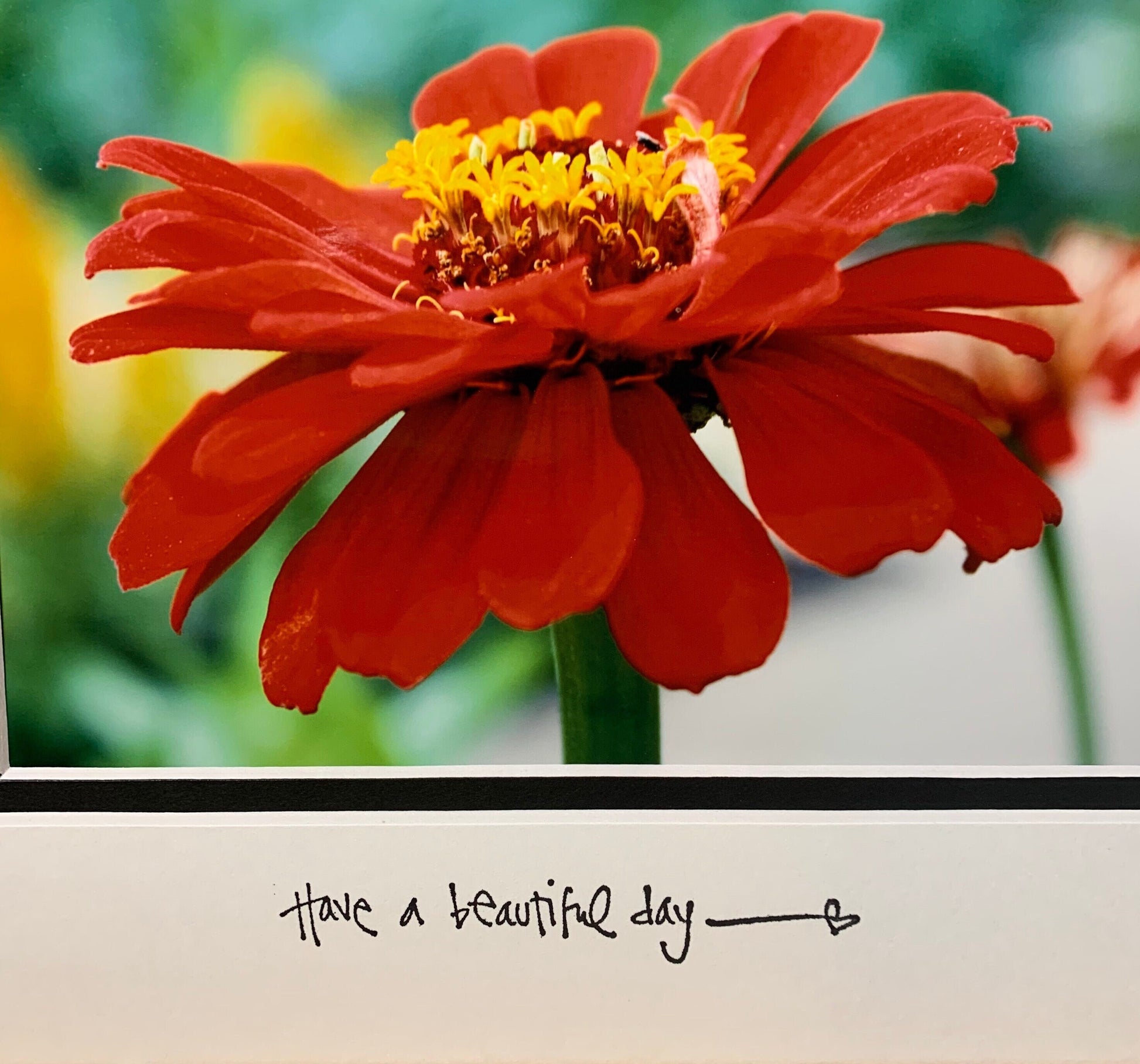 Red Zinnia Inspirational Photo