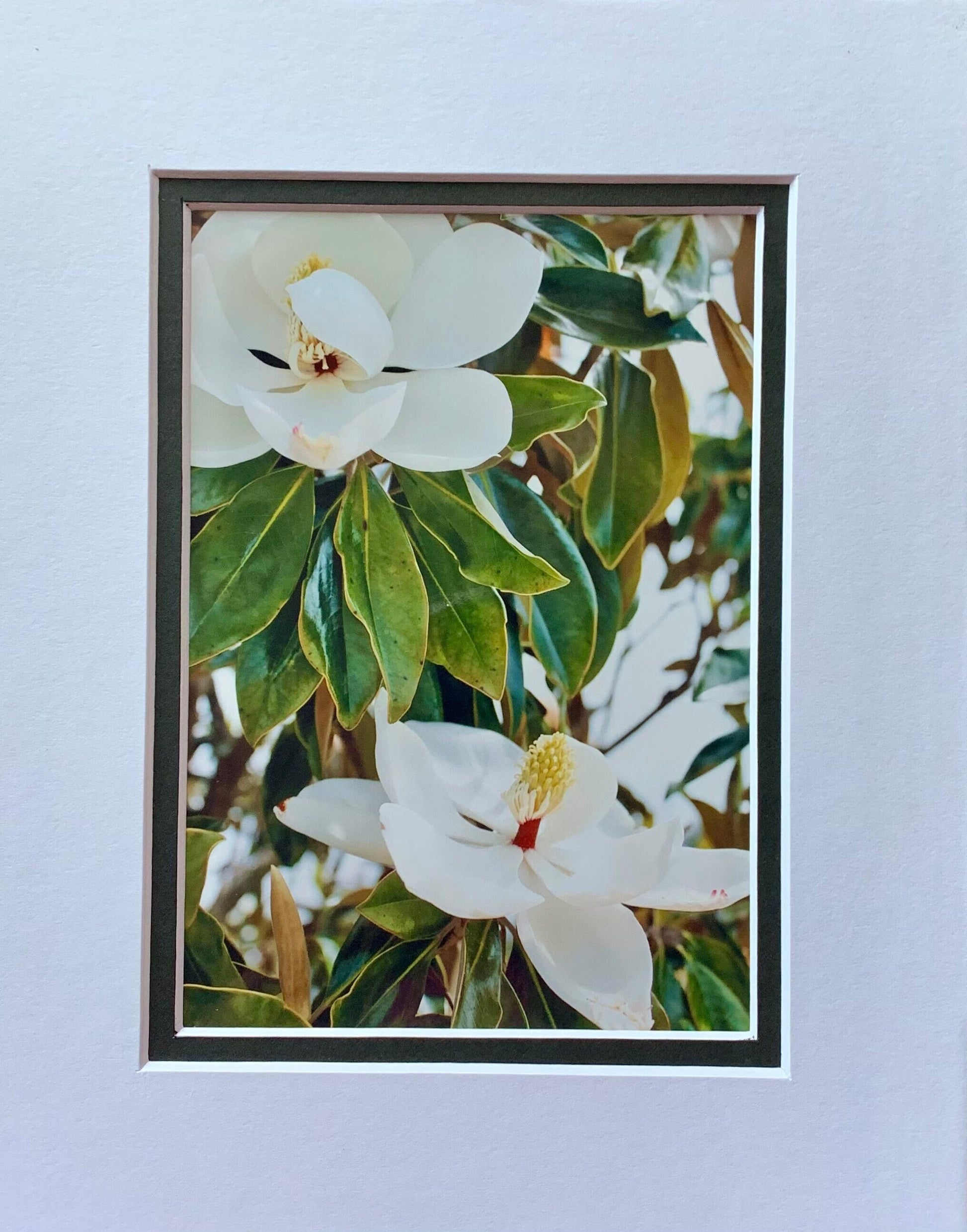 Double Magnolia Flower Beauties