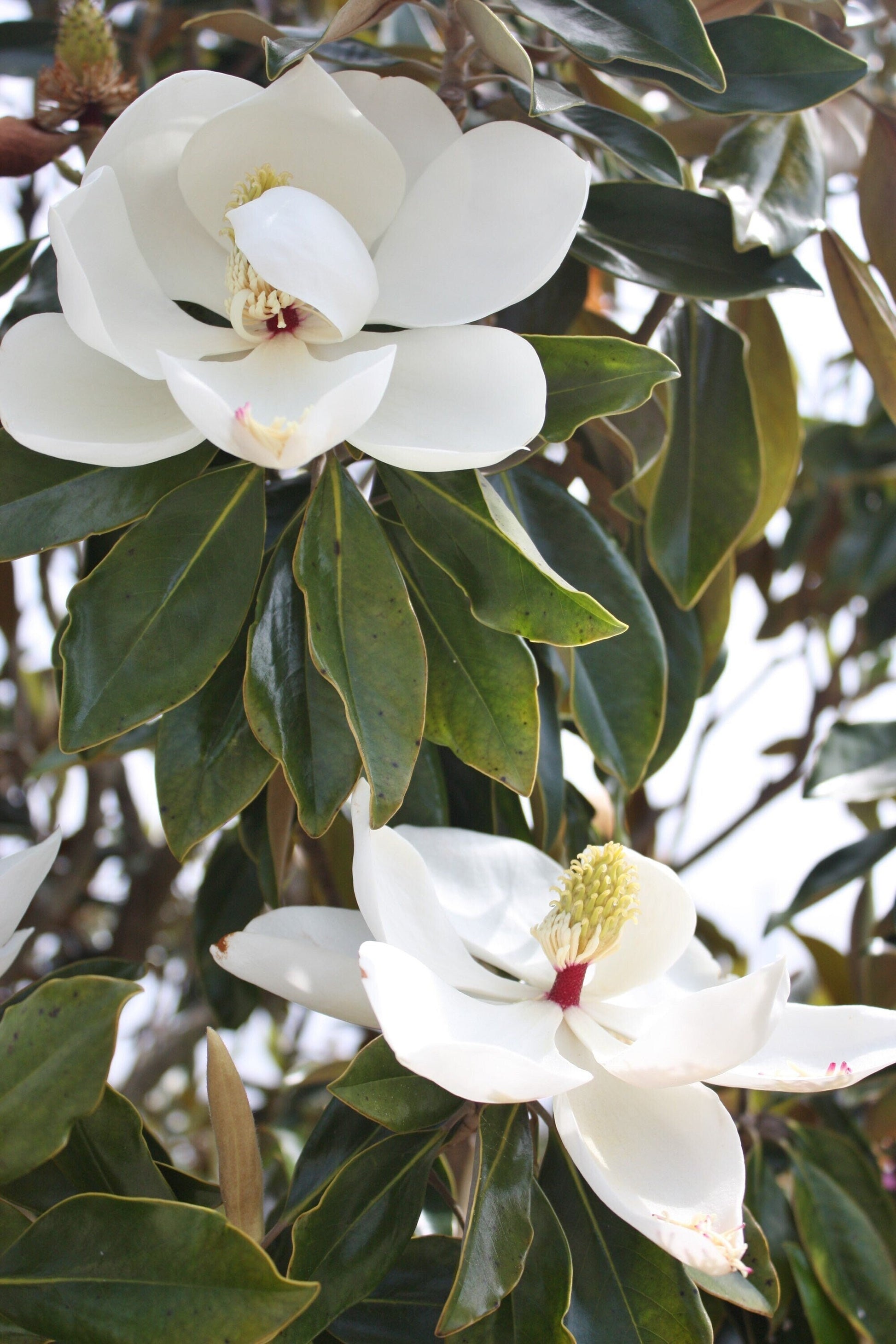 Double Magnolia Flower Beauties