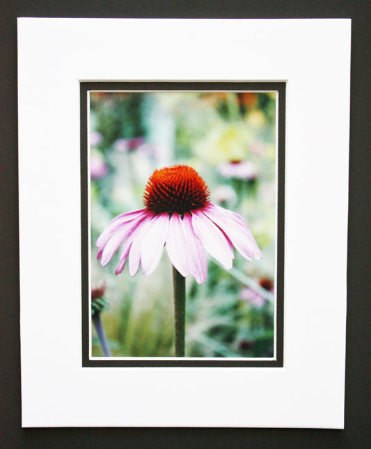 Pink Coneflower Photography