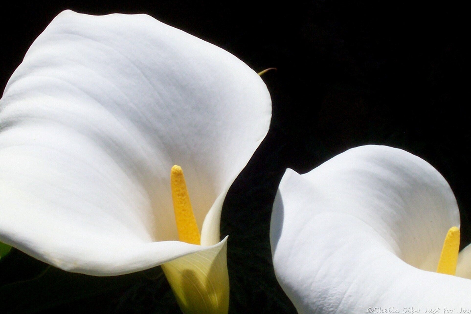 White Calla Lily Photograph