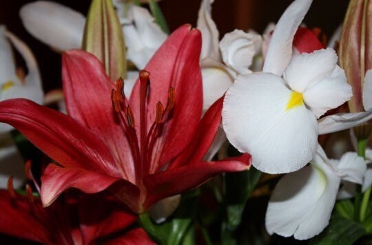 Red & White Lily photography