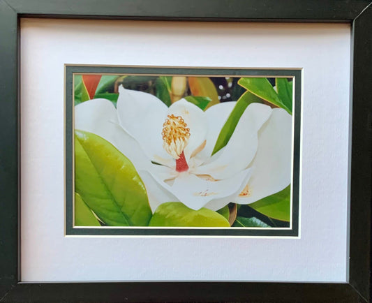 Magnolia Blossom photography