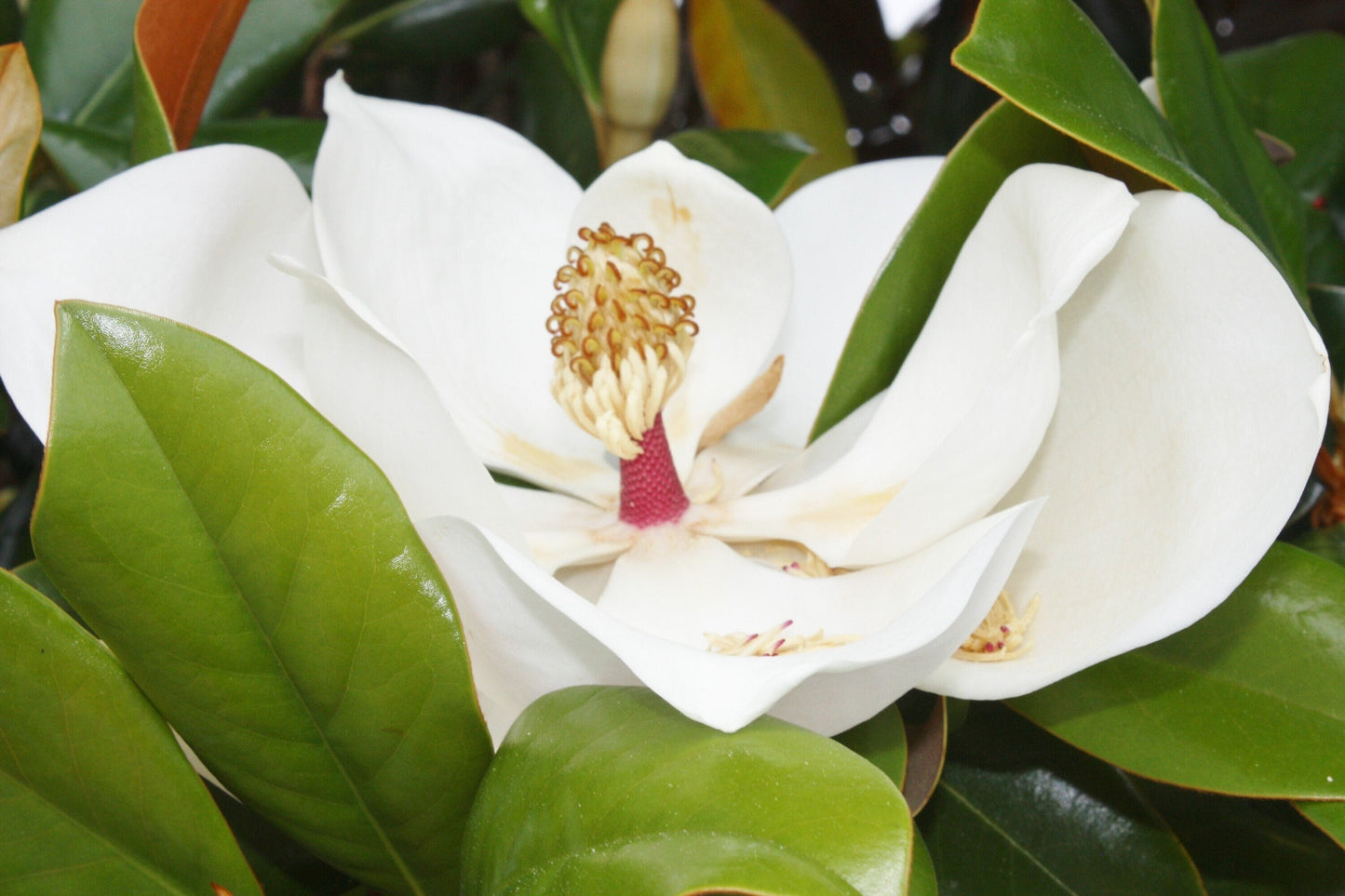 Magnolia Blossom photography