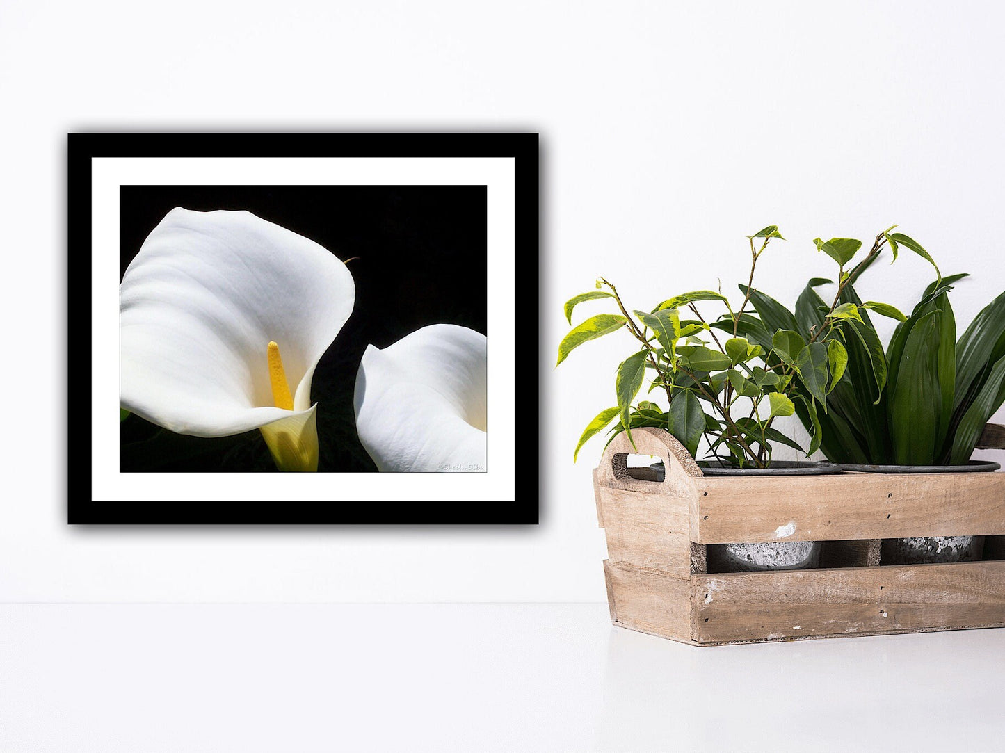 White Calla Lily Photograph
