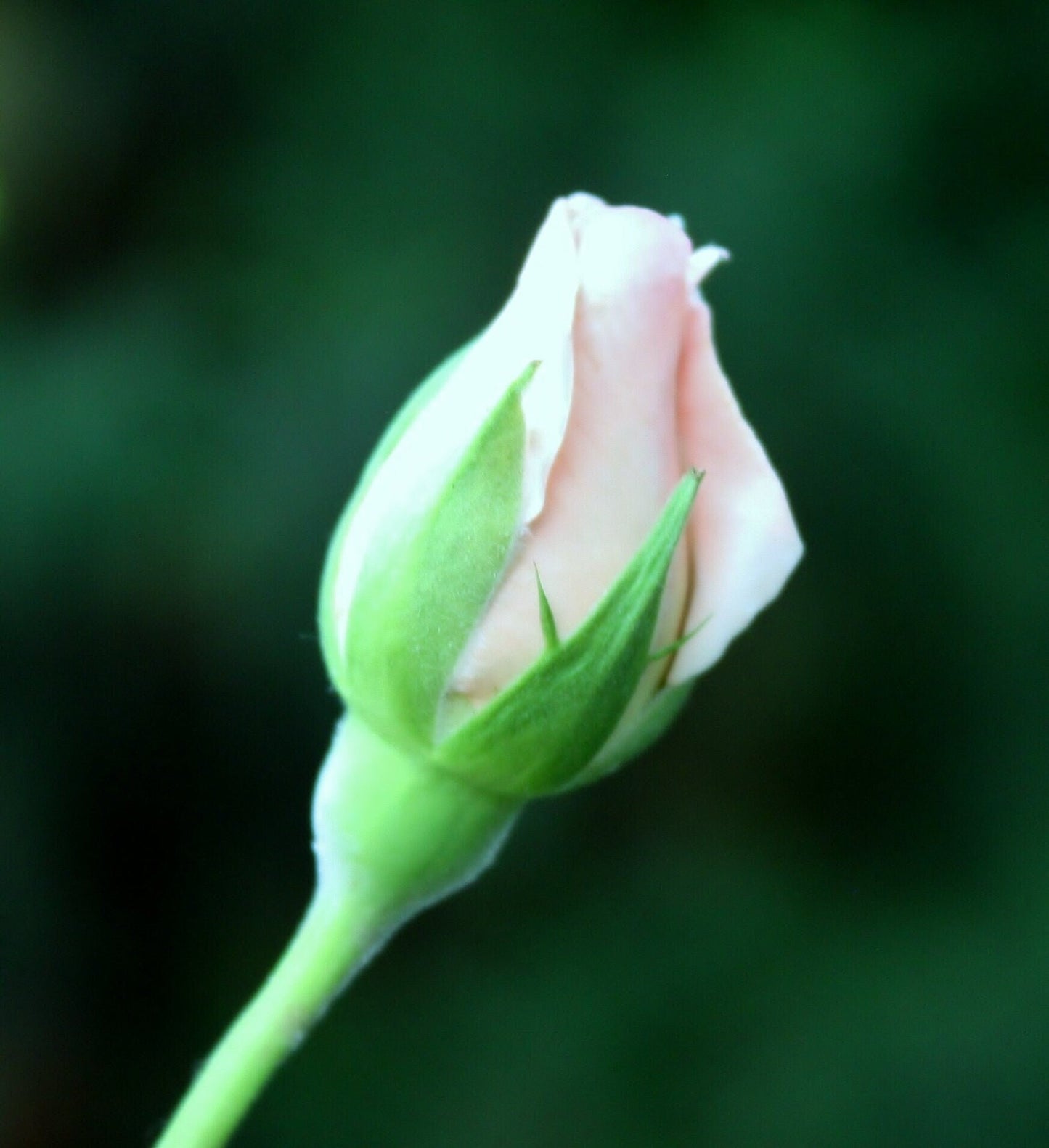 Pink Rosebud Photo