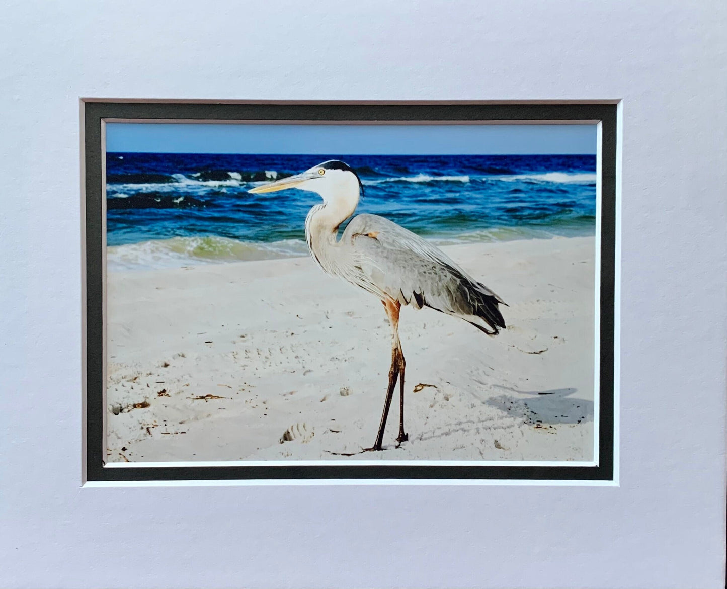 Shorebird Photography Ocean Shore Beach life Ocean lover Gift Original Soothing Seascape Decor Waves Beach decor Coastal art bird sand