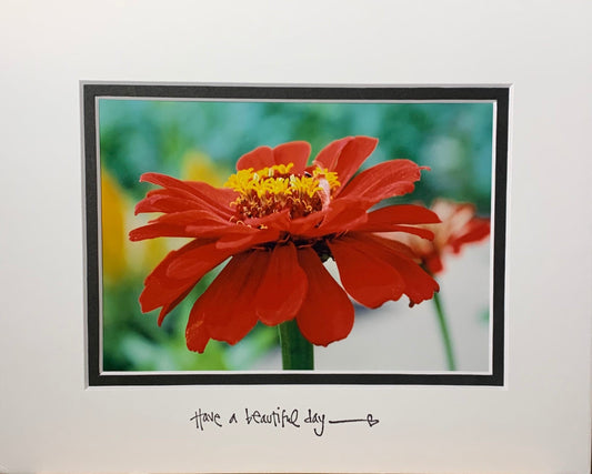 Red Zinnia Inspirational Photo