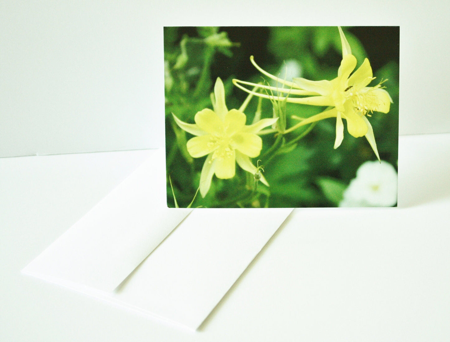 Blank Note Cards & Envelopes Original Photographs Many designs available Flower lovers personal gift unique photo card