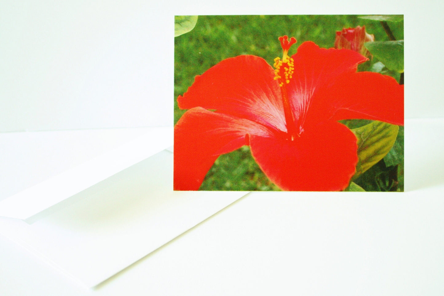 Blank Note Cards & Envelopes Original Photographs Many designs available Flower lovers personal gift unique photo card