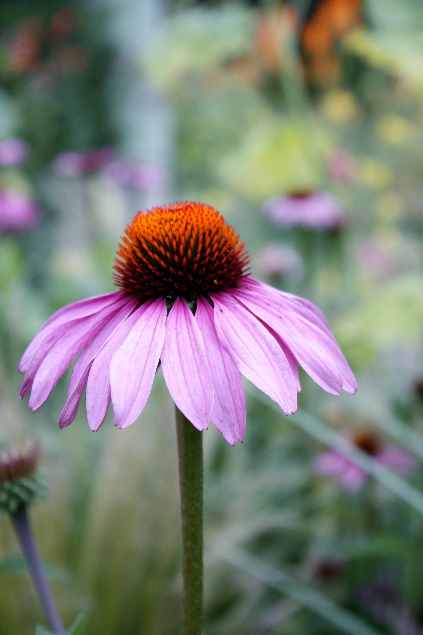 Pink Coneflower Photography