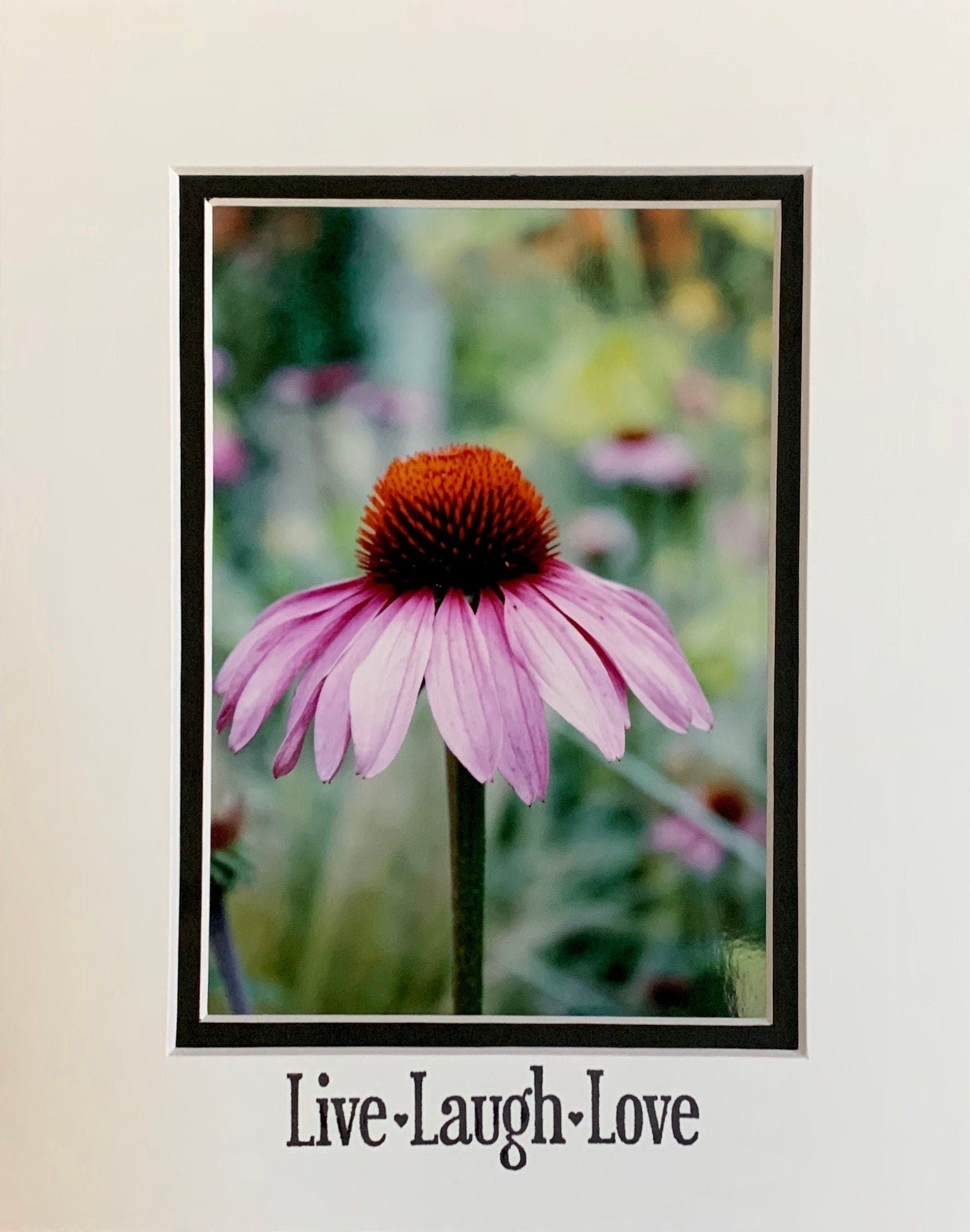 Pink Coneflower Photography