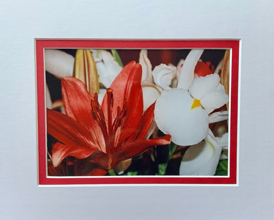 Red & White Lily photography